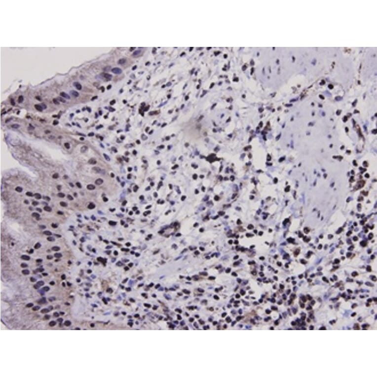 Anti-Bax Antibody from Bioworld Technology (MB9013) - Antibodies.com