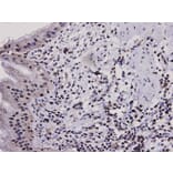 Anti-Bax Antibody from Bioworld Technology (MB9013) - Antibodies.com