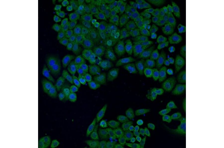 Anti-Bax Antibody from Bioworld Technology (MB9013) - Antibodies.com
