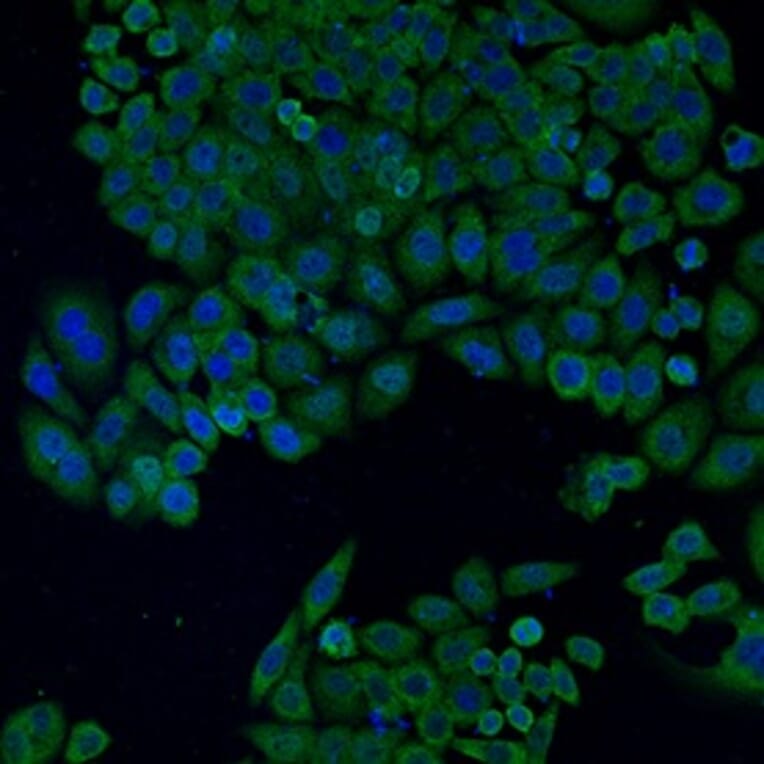 Anti-Bax Antibody from Bioworld Technology (MB9013) - Antibodies.com