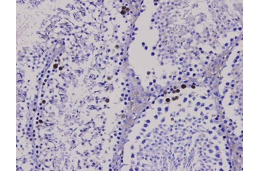 Anti-Bax Antibody from Bioworld Technology (MB9013) - Antibodies.com