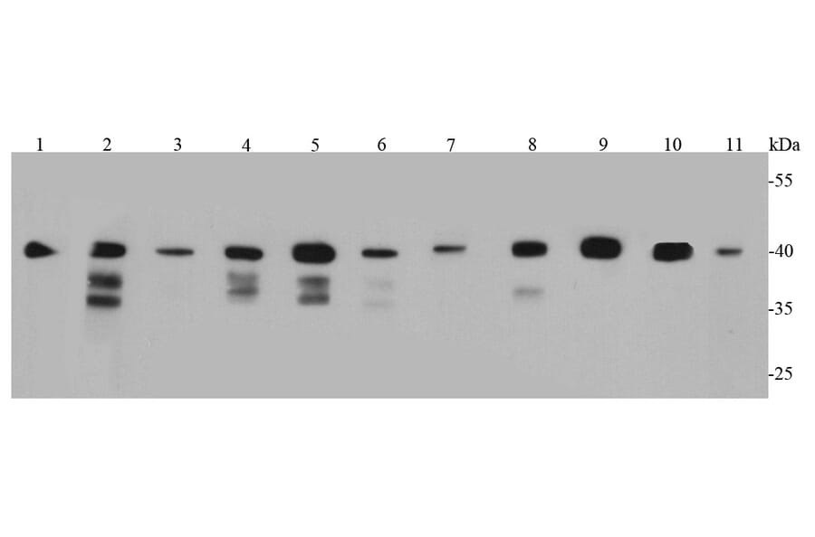 Anti-Bmi1 Antibody from Bioworld Technology (MB9014) - Antibodies.com