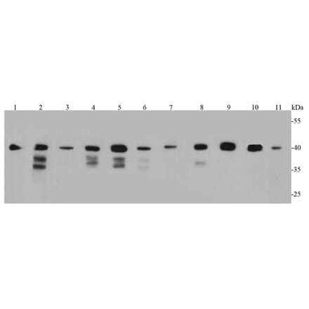 Anti-Bmi1 Antibody from Bioworld Technology (MB9014) - Antibodies.com