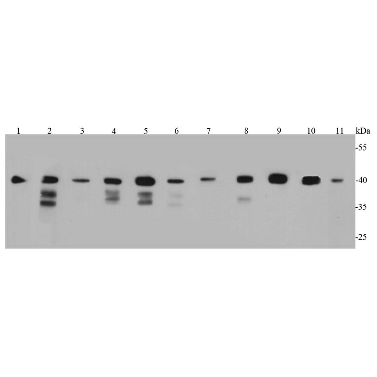 Anti-Bmi1 Antibody from Bioworld Technology (MB9014) - Antibodies.com