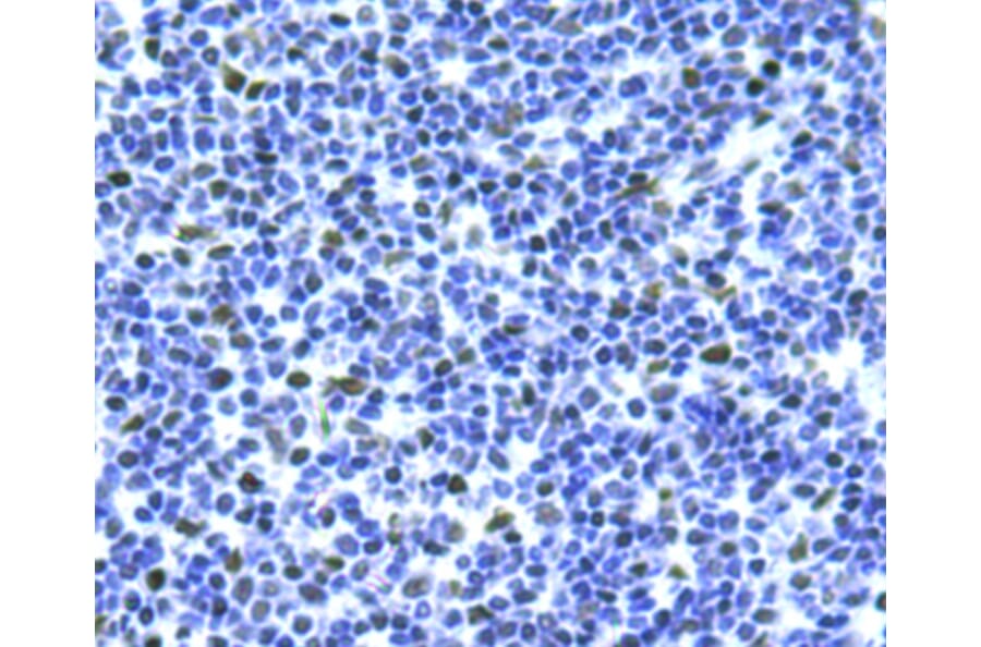 Anti-Bmi1 Antibody from Bioworld Technology (MB9014) - Antibodies.com