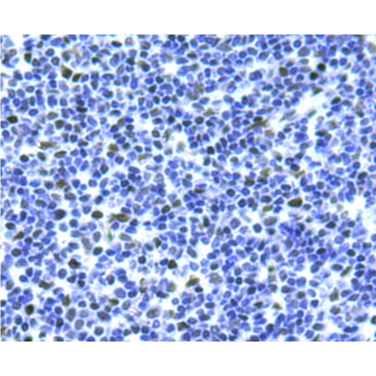 Anti-Bmi1 Antibody from Bioworld Technology (MB9014) - Antibodies.com