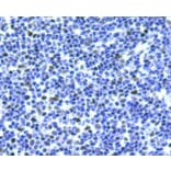 Anti-Bmi1 Antibody from Bioworld Technology (MB9014) - Antibodies.com