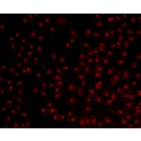Anti-Bmi1 Antibody from Bioworld Technology (MB9014) - Antibodies.com