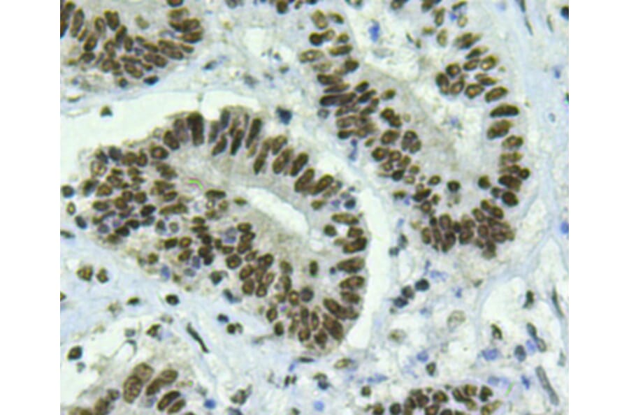 Anti-Bmi1 Antibody from Bioworld Technology (MB9014) - Antibodies.com