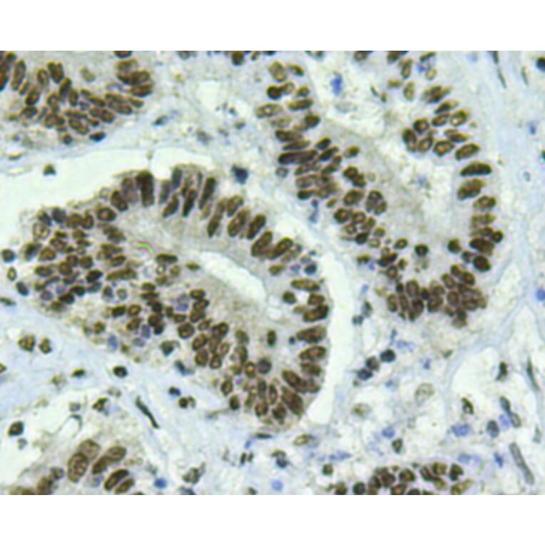 Anti-Bmi1 Antibody from Bioworld Technology (MB9014) - Antibodies.com