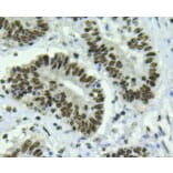 Anti-Bmi1 Antibody from Bioworld Technology (MB9014) - Antibodies.com