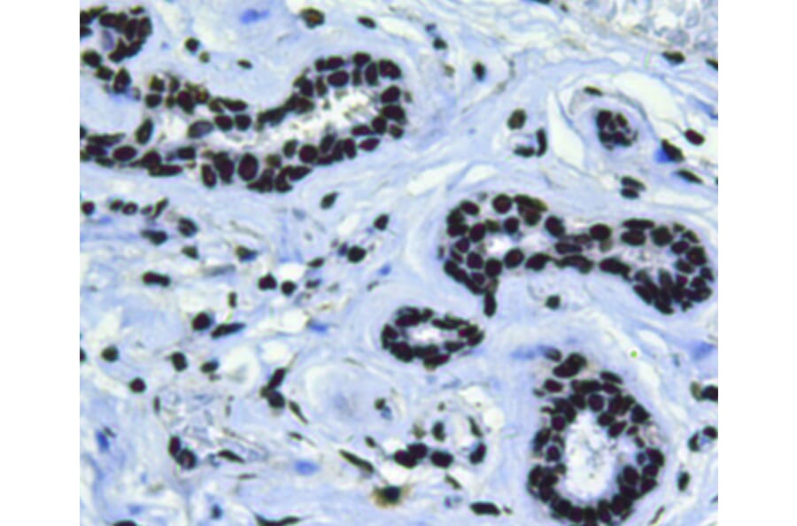 Anti-Bmi1 Antibody from Bioworld Technology (MB9014) - Antibodies.com