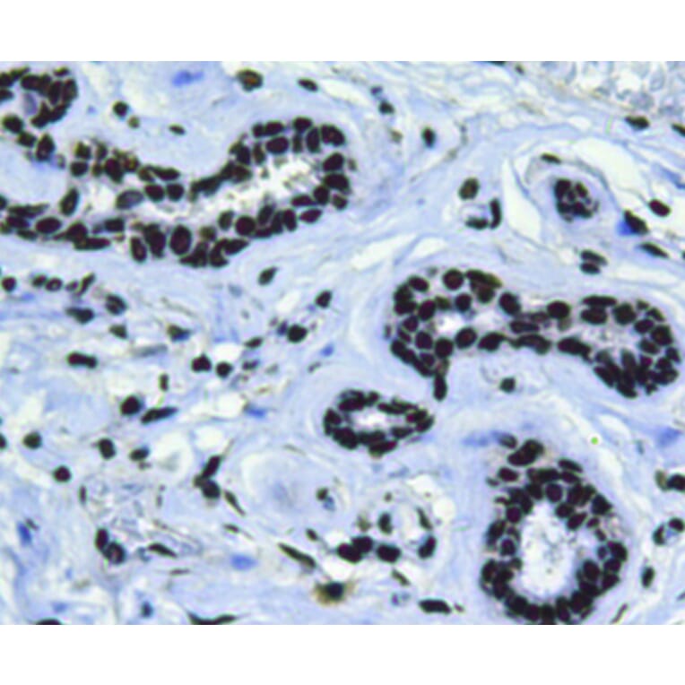 Anti-Bmi1 Antibody from Bioworld Technology (MB9014) - Antibodies.com