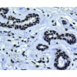Anti-Bmi1 Antibody from Bioworld Technology (MB9014) - Antibodies.com