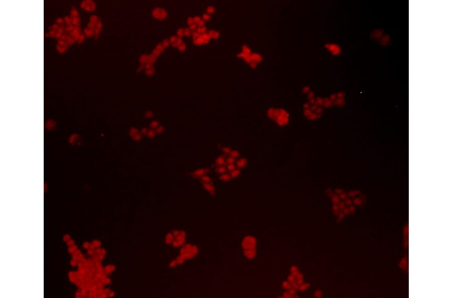 Anti-Bmi1 Antibody from Bioworld Technology (MB9014) - Antibodies.com