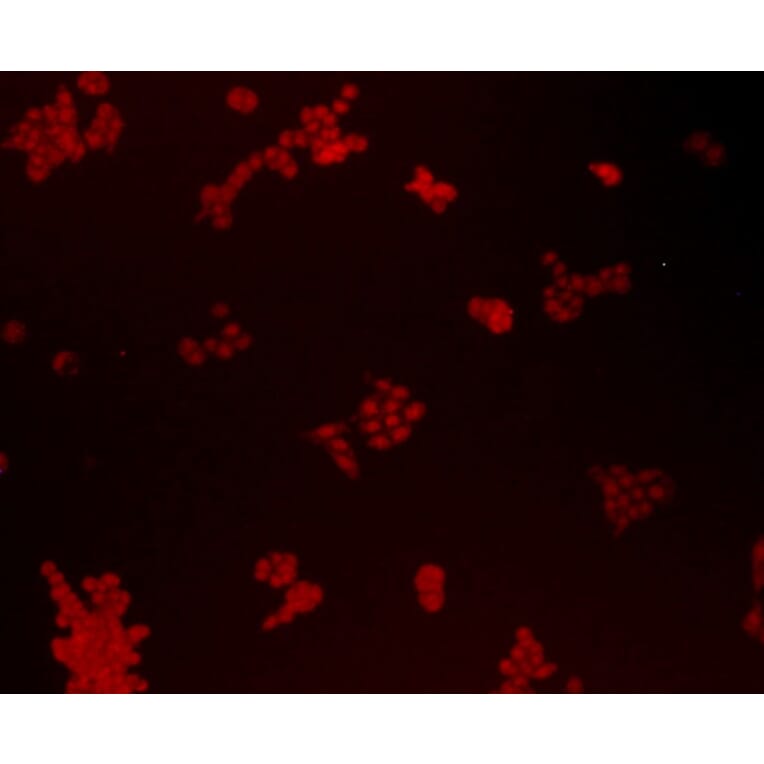 Anti-Bmi1 Antibody from Bioworld Technology (MB9014) - Antibodies.com