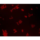 Anti-Bmi1 Antibody from Bioworld Technology (MB9014) - Antibodies.com