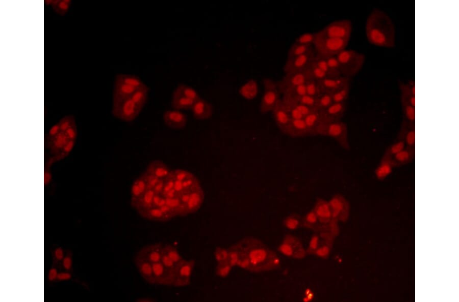 Anti-Bmi1 Antibody from Bioworld Technology (MB9014) - Antibodies.com