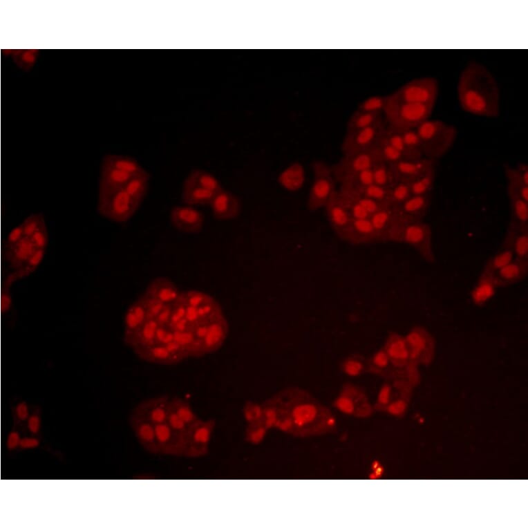 Anti-Bmi1 Antibody from Bioworld Technology (MB9014) - Antibodies.com