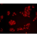 Anti-Bmi1 Antibody from Bioworld Technology (MB9014) - Antibodies.com