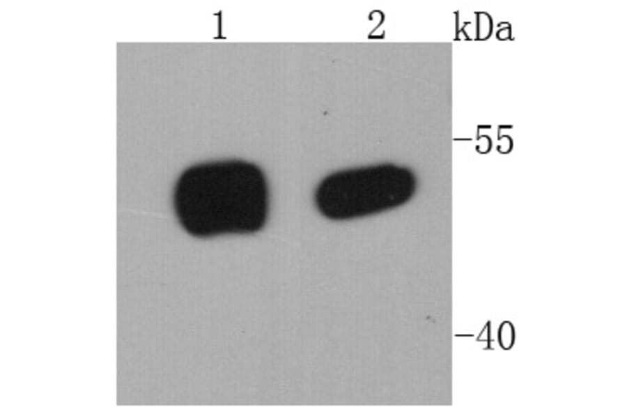 Anti-p53 Antibody from Bioworld Technology (MB9015) - Antibodies.com