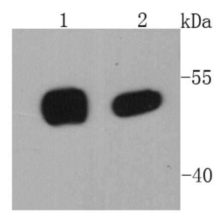 Anti-p53 Antibody from Bioworld Technology (MB9015) - Antibodies.com