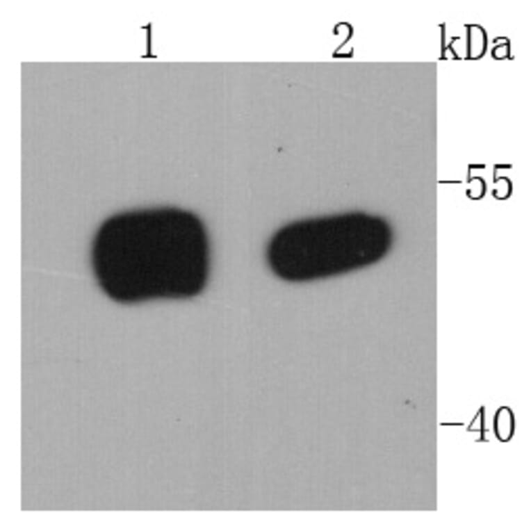 Anti-p53 Antibody from Bioworld Technology (MB9015) - Antibodies.com