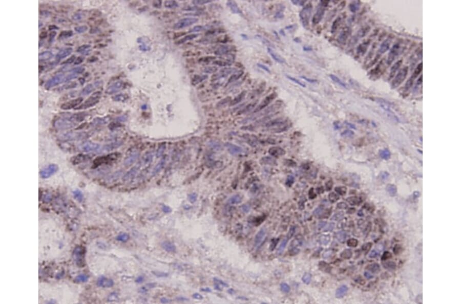 Anti-p53 Antibody from Bioworld Technology (MB9015) - Antibodies.com