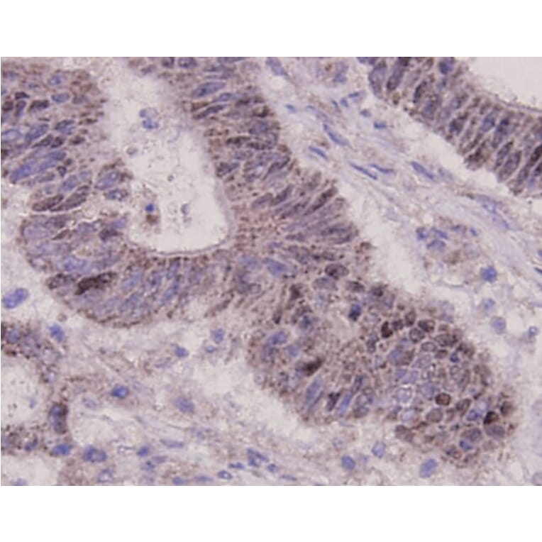 Anti-p53 Antibody from Bioworld Technology (MB9015) - Antibodies.com