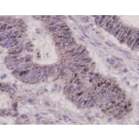 Anti-p53 Antibody from Bioworld Technology (MB9015) - Antibodies.com