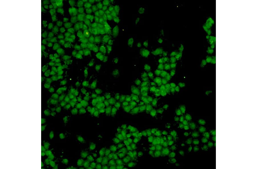 Anti-p53 Antibody from Bioworld Technology (MB9015) - Antibodies.com