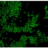 Anti-p53 Antibody from Bioworld Technology (MB9015) - Antibodies.com