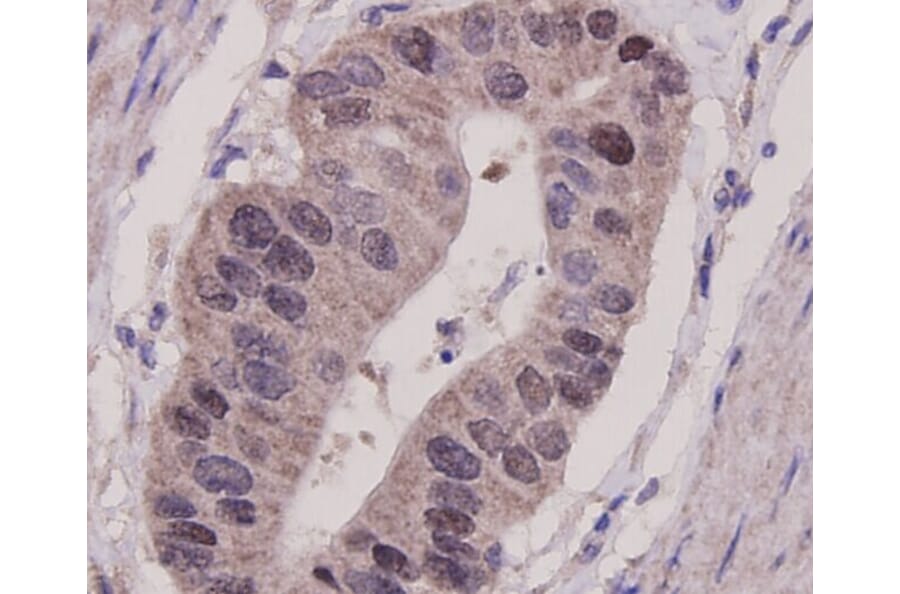 Anti-p53 Antibody from Bioworld Technology (MB9015) - Antibodies.com