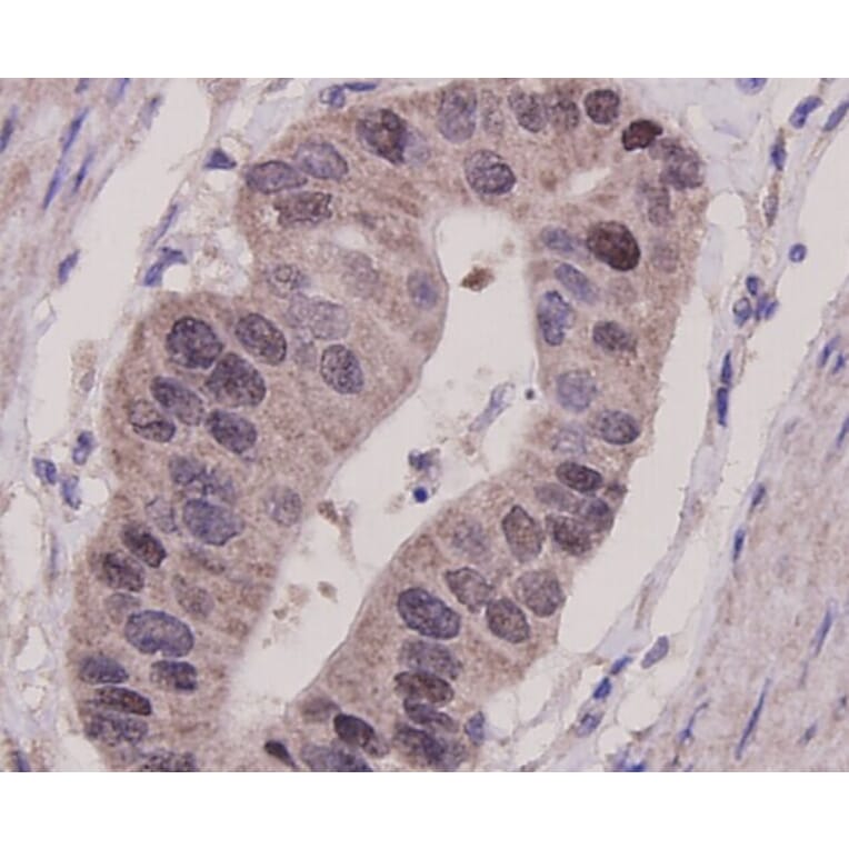 Anti-p53 Antibody from Bioworld Technology (MB9015) - Antibodies.com