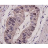 Anti-p53 Antibody from Bioworld Technology (MB9015) - Antibodies.com