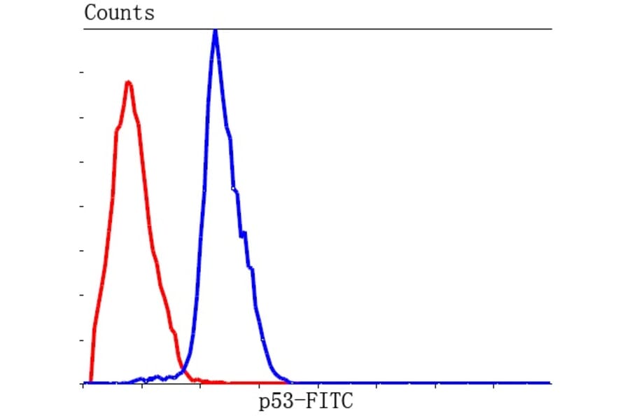 Anti-p53 Antibody from Bioworld Technology (MB9015) - Antibodies.com