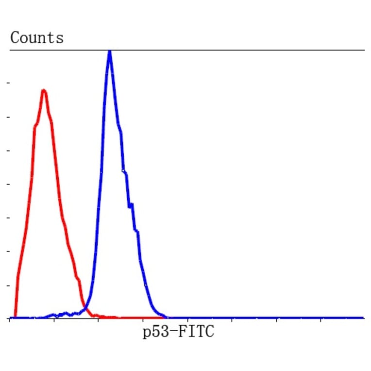 Anti-p53 Antibody from Bioworld Technology (MB9015) - Antibodies.com