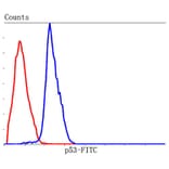 Anti-p53 Antibody from Bioworld Technology (MB9015) - Antibodies.com