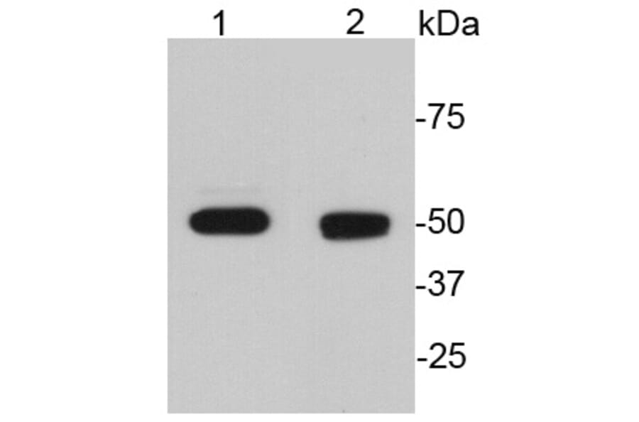 Anti-GFAP Antibody from Bioworld Technology (MB9017) - Antibodies.com