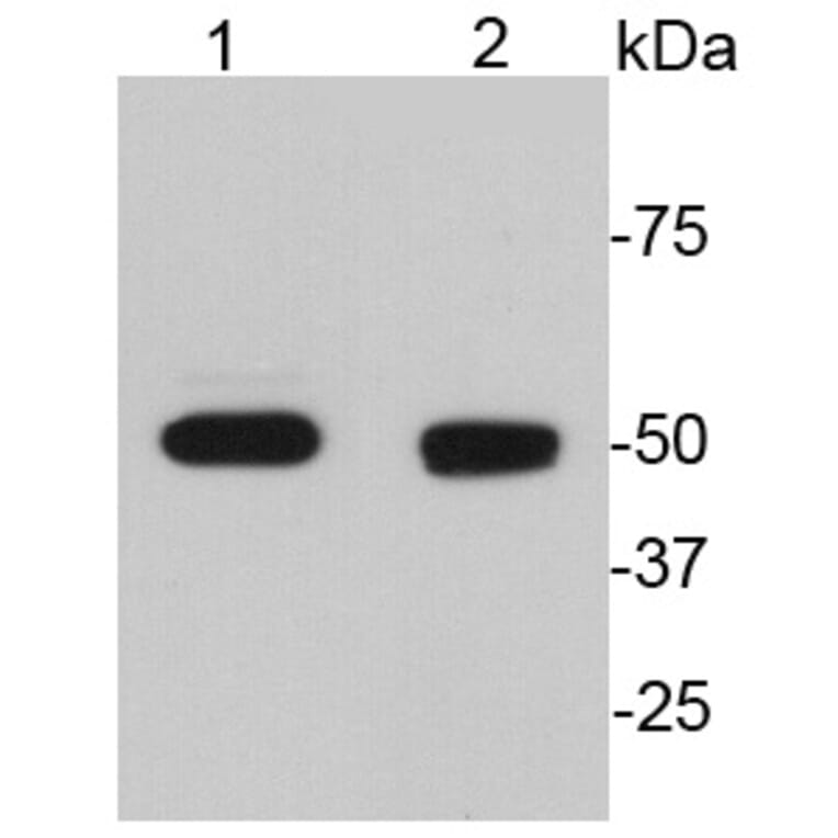 Anti-GFAP Antibody from Bioworld Technology (MB9017) - Antibodies.com