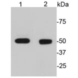Anti-GFAP Antibody from Bioworld Technology (MB9017) - Antibodies.com