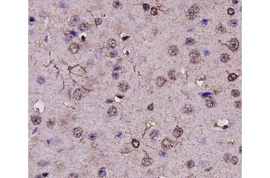 Anti-GFAP Antibody from Bioworld Technology (MB9017) - Antibodies.com