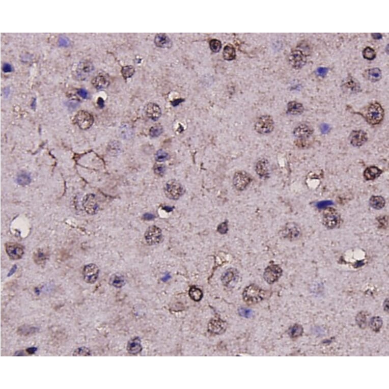 Anti-GFAP Antibody from Bioworld Technology (MB9017) - Antibodies.com