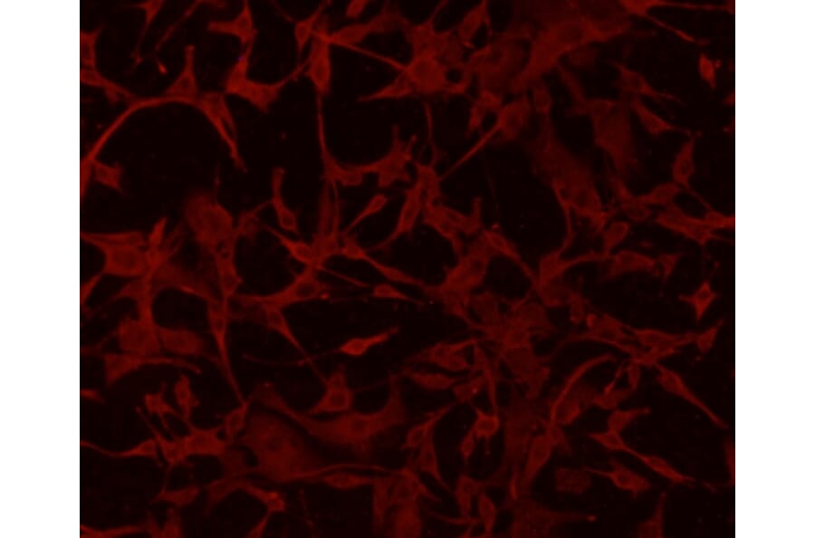 Anti-GFAP Antibody from Bioworld Technology (MB9017) - Antibodies.com