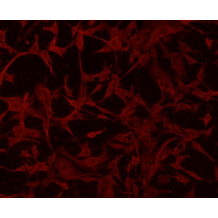 Anti-GFAP Antibody from Bioworld Technology (MB9017) - Antibodies.com