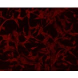 Anti-GFAP Antibody from Bioworld Technology (MB9017) - Antibodies.com