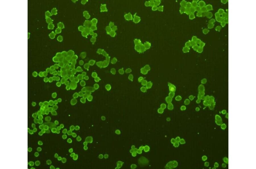 Anti-GFAP Antibody from Bioworld Technology (MB9017) - Antibodies.com