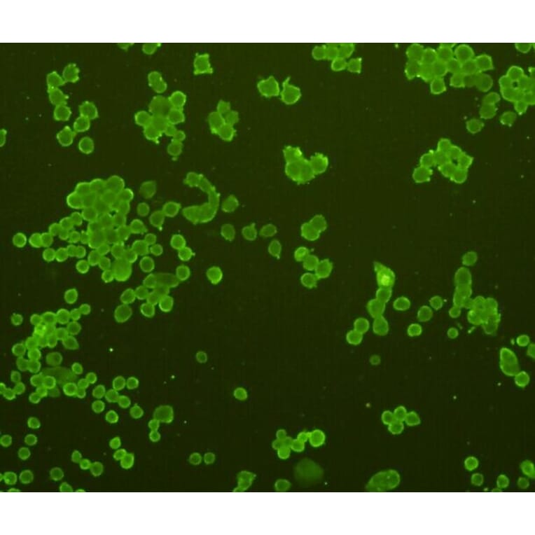 Anti-GFAP Antibody from Bioworld Technology (MB9017) - Antibodies.com