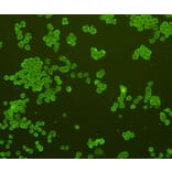 Anti-GFAP Antibody from Bioworld Technology (MB9017) - Antibodies.com