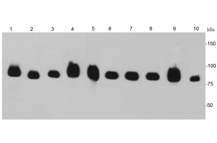 Anti-HSP90B Antibody from Bioworld Technology (MB9019) - Antibodies.com